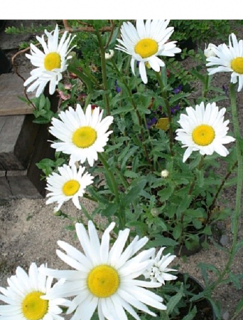 Margarétka