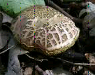 Babka