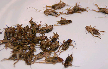 Kobylky a sarančata 