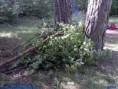 /album/pristrosok-/cam00640-jpg/